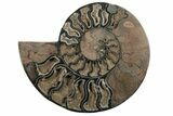 9.6" Cut/Polished Ammonite Fossil - Unusual Black Color - #199172-2